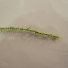 Weed Look Hook Links