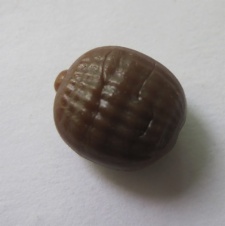 Imitation Tiger Nut