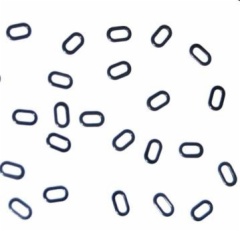 Oval Rig Rings